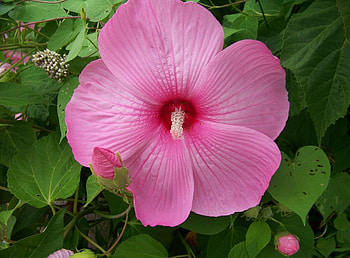 Flowers, Bindweed, Bloom, Flowering, Greens, Hibiscus HD wallpaper