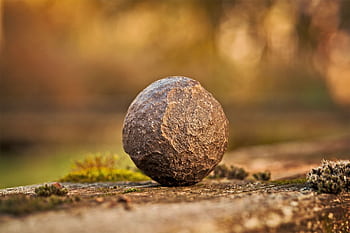 A detailed close-up of a textured round stone resting on grass with a blurred background. HD wallpaper