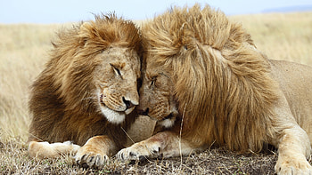 Lion Pride, Animals, Lions, Cats, Male HD wallpaper