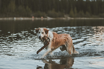 Animals, Water, Dog, Stroll, Stick HD wallpaper
