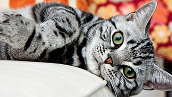 Cat, animal, pussy, kitty HD wallpaper