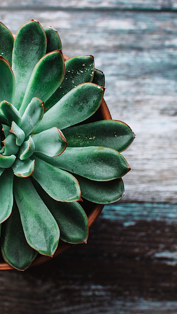 Echeveria pulidonis, Cactus HD phone wallpaper