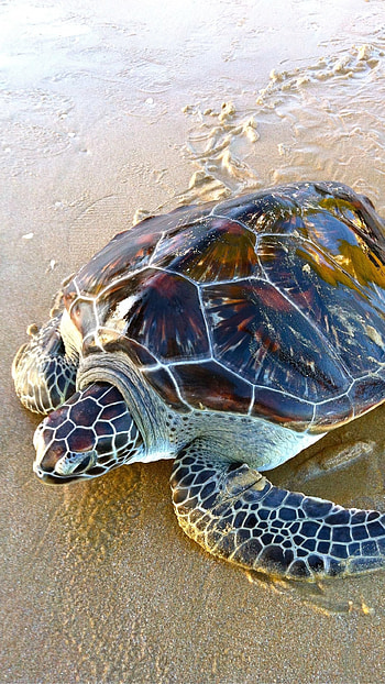 Turtle, Cute Ocean Turtle HD phone wallpaper