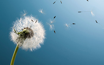 Blown Dandelion HD wallpaper