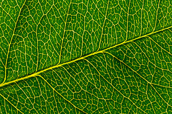 Macro, Pattern, Sheet, Leaf, Cracks, Crack HD wallpaper
