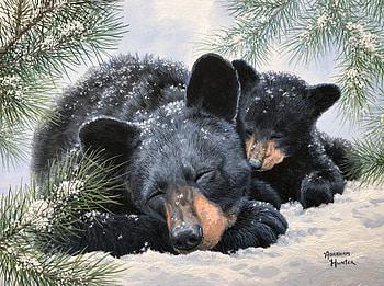 sleeping....., bears, natur, black, animals HD wallpaper