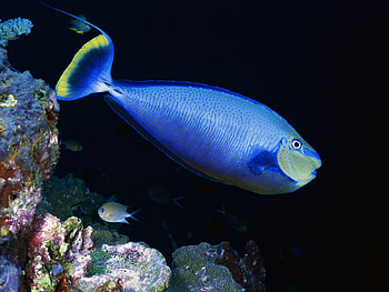 Blue Fish, for you HD wallpaper