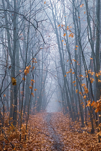 Nature, Trees, Autumn, Forest, Fog, Path HD phone wallpaper