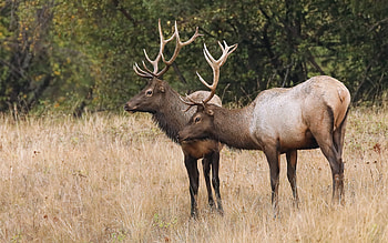Bucks, animal, stag, buck, deer HD wallpaper