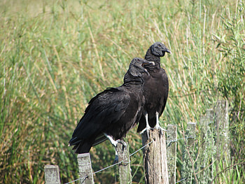 cuervos, cuervo, pajaro, ave, bird HD wallpaper