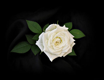 Flowers, Leaves, Flower, Rose Flower, Rose, Black Background HD wallpaper