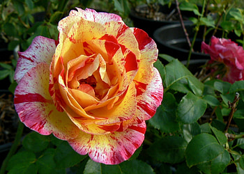 Camille Pisarro rose, rose, beautiful rose, striped rose HD wallpaper