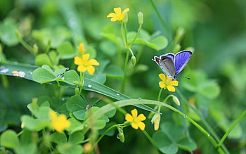 Flowers, Grass, Drops, Macro, Shine, Light, Butterfly, Dew HD wallpaper