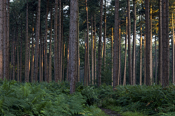 Nature, Trees, Grass, Pine, Fern, Path HD wallpaper