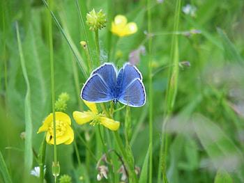 Plants, Butterflies, Flowers, Insects HD wallpaper