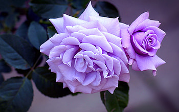 violet roses, , buds, macro, bokeh, violet flowers, roses, blurred backgrounds, beautiful flowers, backgrounds with roses, violet buds HD wallpaper