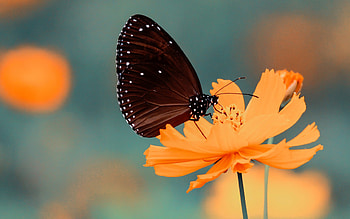Flower butterfly , Blossoming beauty, Natural harmony, Captivating visuals HD wallpaper