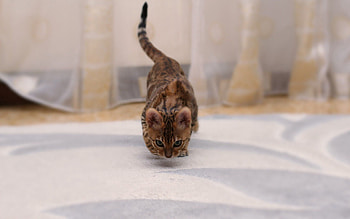 Animals, Cat, Spotty, Spotted, Bengal Cat HD wallpaper