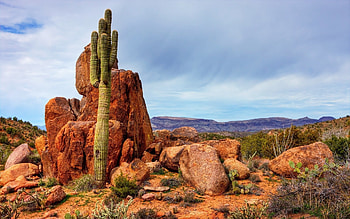 Saguaro National Park, Cactus HD wallpaper