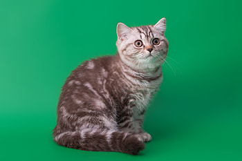 Cat, Animals, Background, Sit, Striped HD wallpaper