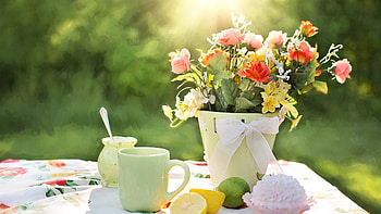 Flowers Pot, flowers, nature HD wallpaper