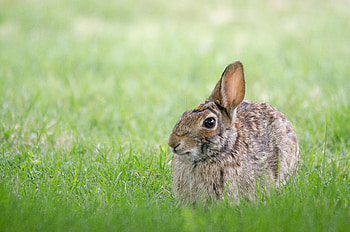 Animals, Grass, Hide, Hare, Ruzak HD wallpaper
