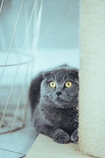 Animals, Cat, Pet, Grey, Sight, Opinion, Briton HD phone wallpaper