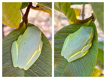 FROG COLLAGE, FROG, NATURE, COLLAGE HD wallpaper