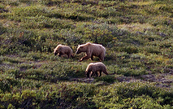 Grizzly Family 2, Denali, graphy, landscape, USA, Alaska, National Park, scenery, wide screen, wild life, bear, grizzly, nature, , cubs HD wallpaper
