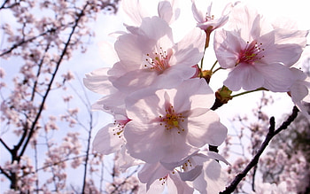 Plants, Flowers HD wallpaper