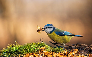 Blue Tit, animal, blue, tit, bird HD wallpaper