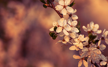 cherry, flowers, spring, macro HD wallpaper