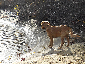 Ready, Set Go!, swim, wet, jazz, golden retriever HD wallpaper