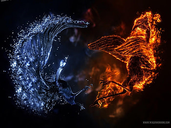 Fire And Water, phoenix, bird, water, fire HD wallpaper