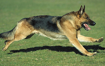 Animals, Grass, Dog, Sheepdog, Sheep Dog, Run, Run Away HD wallpaper