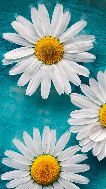 White daisy flowers, U, Nature's grace, Elegance in petals HD phone wallpaper