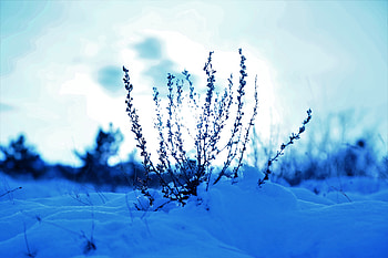 Snow cover, plants, winter, landscape, nature HD wallpaper