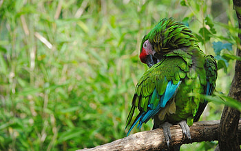 Animals, Parrots, Feather, Bird, Color HD wallpaper