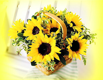 Basket of sun, basket, brown, sunflowers, yellow, bright, green HD wallpaper