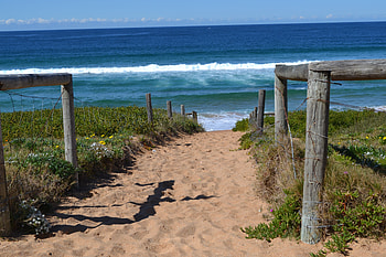 Palm Beach Pathway, pathway, sand, palm, sun, surf, ocean, beach HD wallpaper
