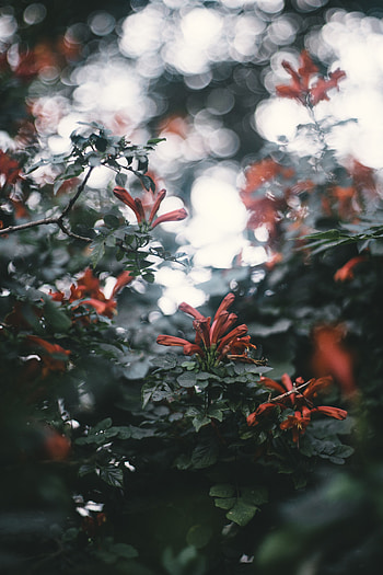 Flowers, Plant, Glare, Branches, Bokeh, Boquet HD phone wallpaper