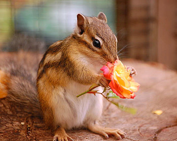 Yay spring time, white, black, brown, chipmunk, flower, orange and yellow HD wallpaper