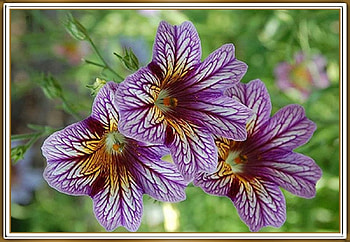 PRETTY FLOWERS, PRETTY, NATURE, FLOWERS HD wallpaper