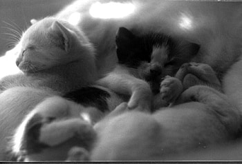 Gatets, cats, animals HD wallpaper