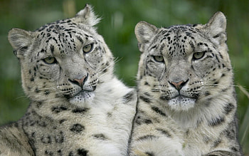 Animals, Predators, Leopard, Couple, Pair, Big Cat, Sight, Opinion HD wallpaper