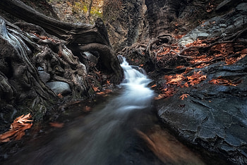 Roots of trees, steam, nature HD wallpaper