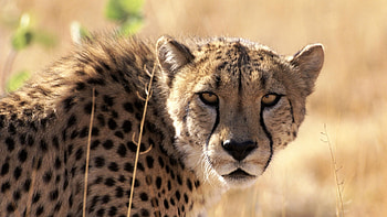 Cheetah waiting in grass, Intense gaze, Powerful big cat, Mysterious and regal HD wallpaper