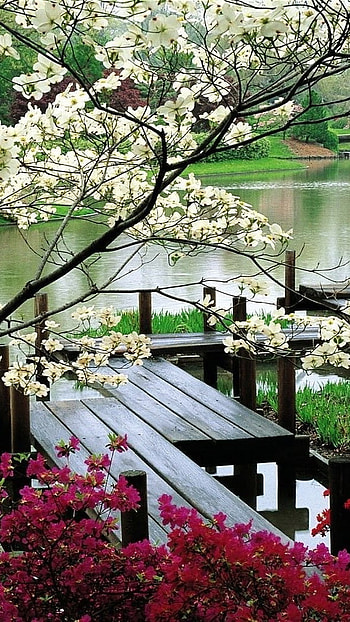 White blossom, white, flower, japan, tree, woodenbridge, nature HD phone wallpaper