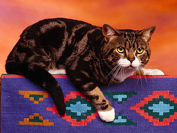 Animals, Cat, To Lie Down, Lie, Thick, Fat, Angry HD wallpaper