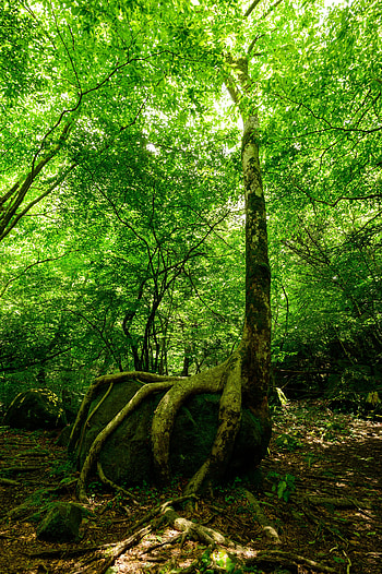 Nature, Trees, Rock, Beams, Rays, Forest, Stone HD phone wallpaper